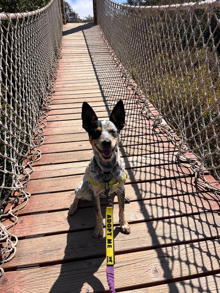 Mae, a Adoptable mixed breed in San Diego, CA image 1/6
