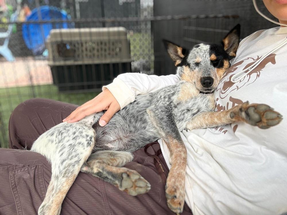 Enlarge Mae, a Adoptable mixed breed in San Diego, CA image 3/6