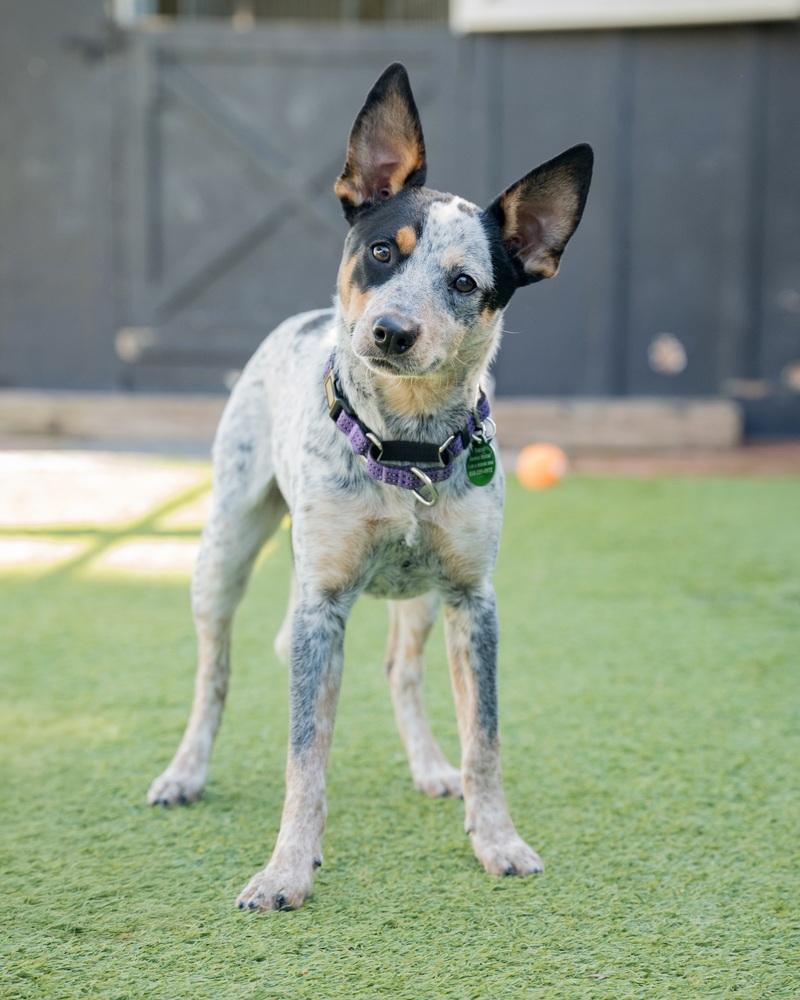 Enlarge Mae, a Adoptable mixed breed in San Diego, CA image 4/6