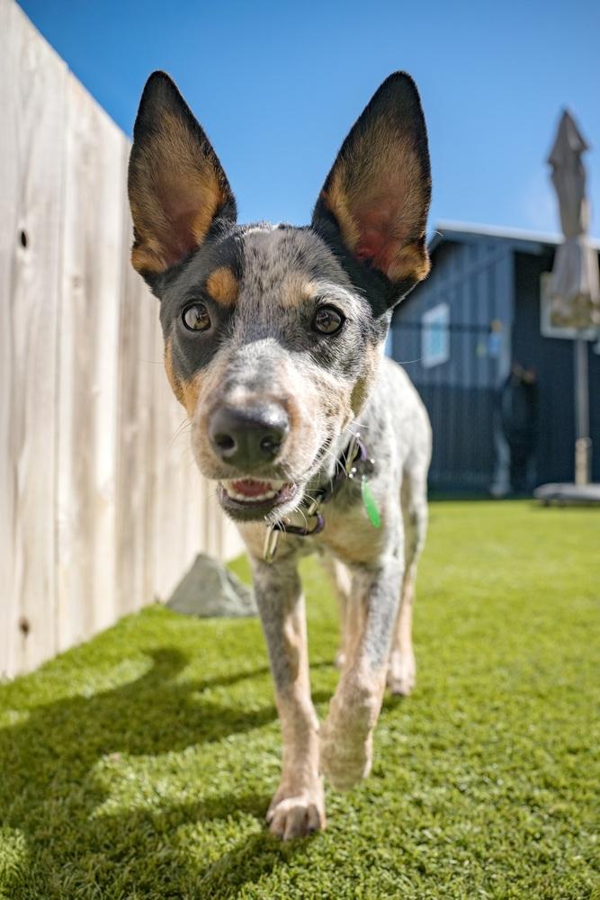 Enlarge Mae, a Adoptable mixed breed in San Diego, CA image 5/6