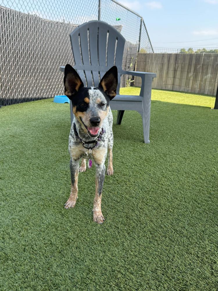 Mae, a Adoptable mixed breed in San Diego, CA image 4/6