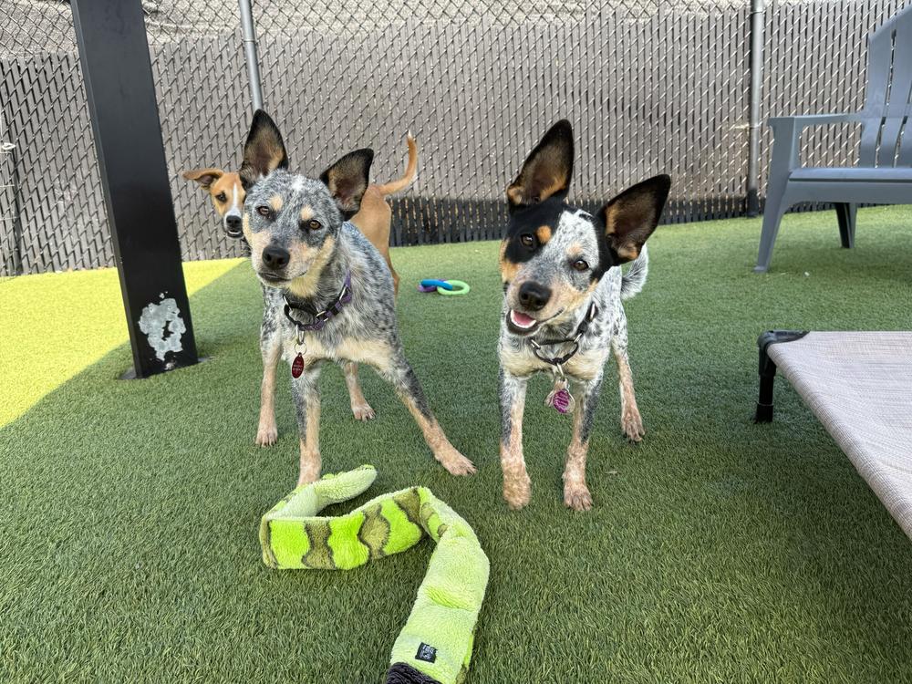 Mae, a Adoptable mixed breed in San Diego, CA image 5/6