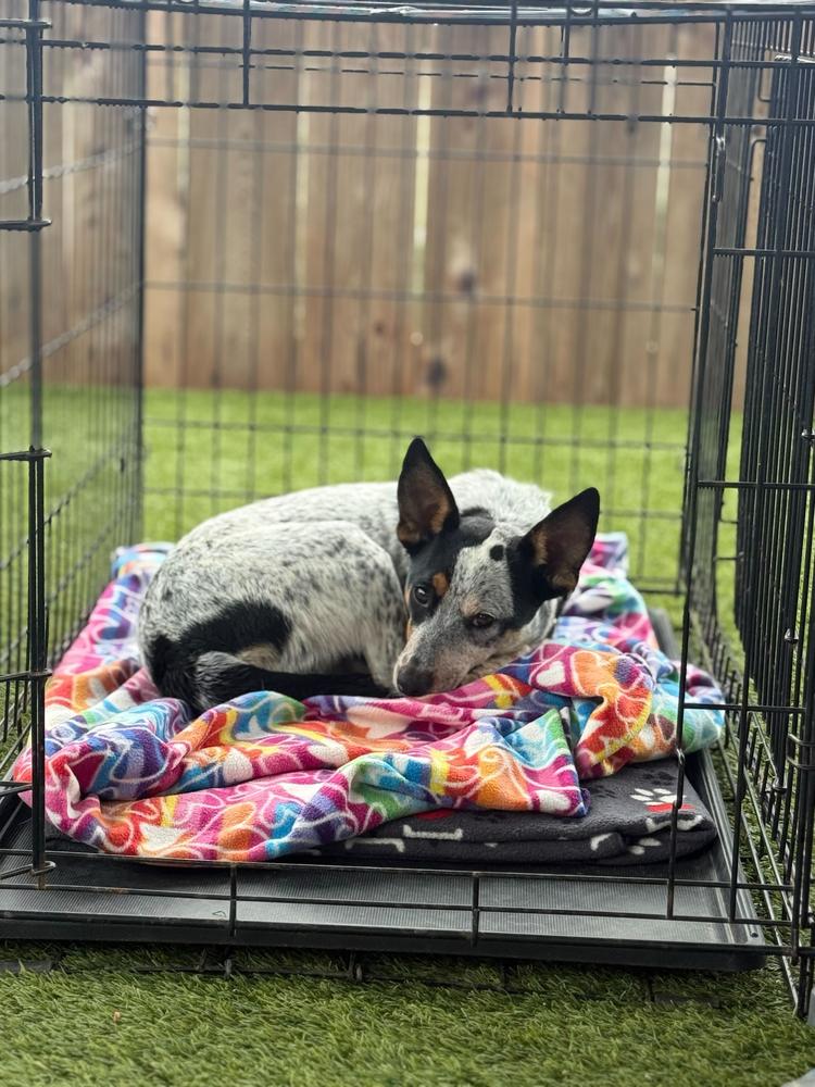 Enlarge Mae, a Adoptable mixed breed in San Diego, CA image 6/6