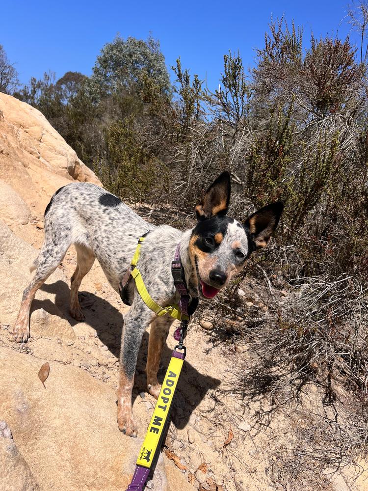 Mae, a Adoptable mixed breed in San Diego, CA image 6/6