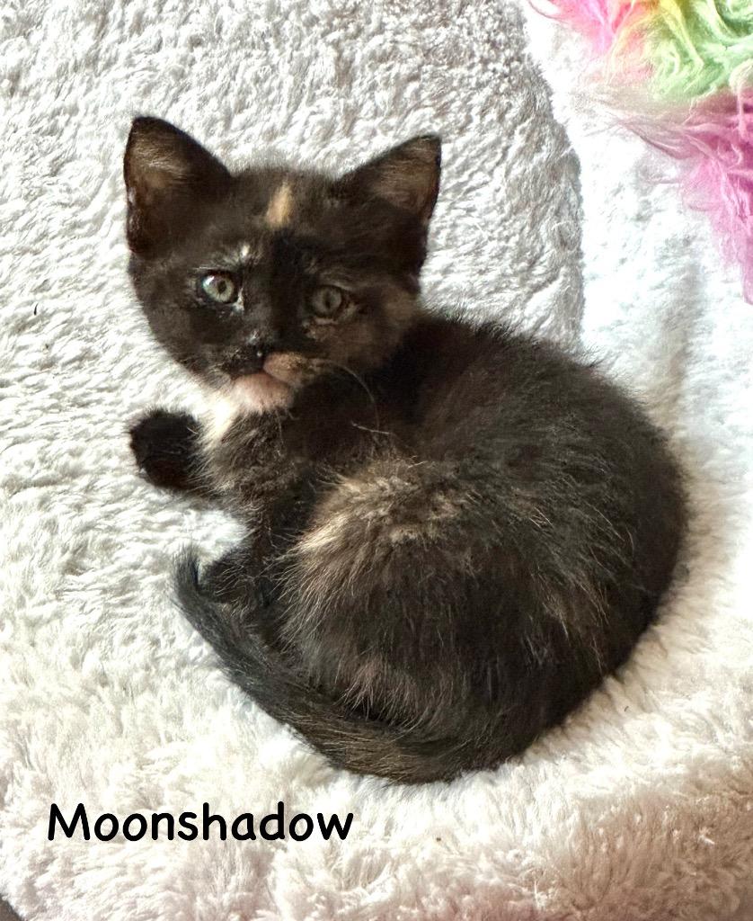 Moonshadow, Baby Female unknown