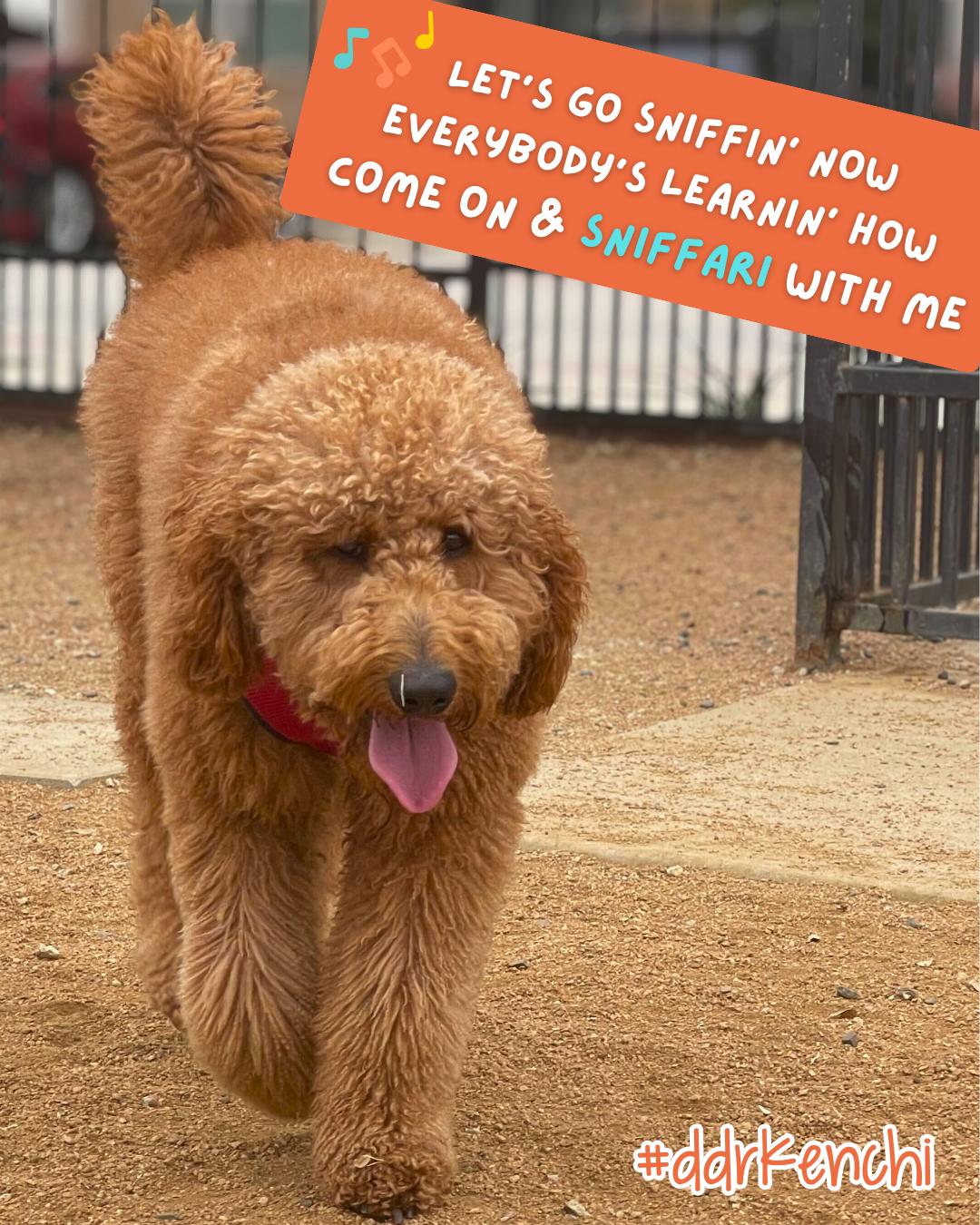 Enlarge Kenchi, an adopted Goldendoodle in Garland, TX image 3/4