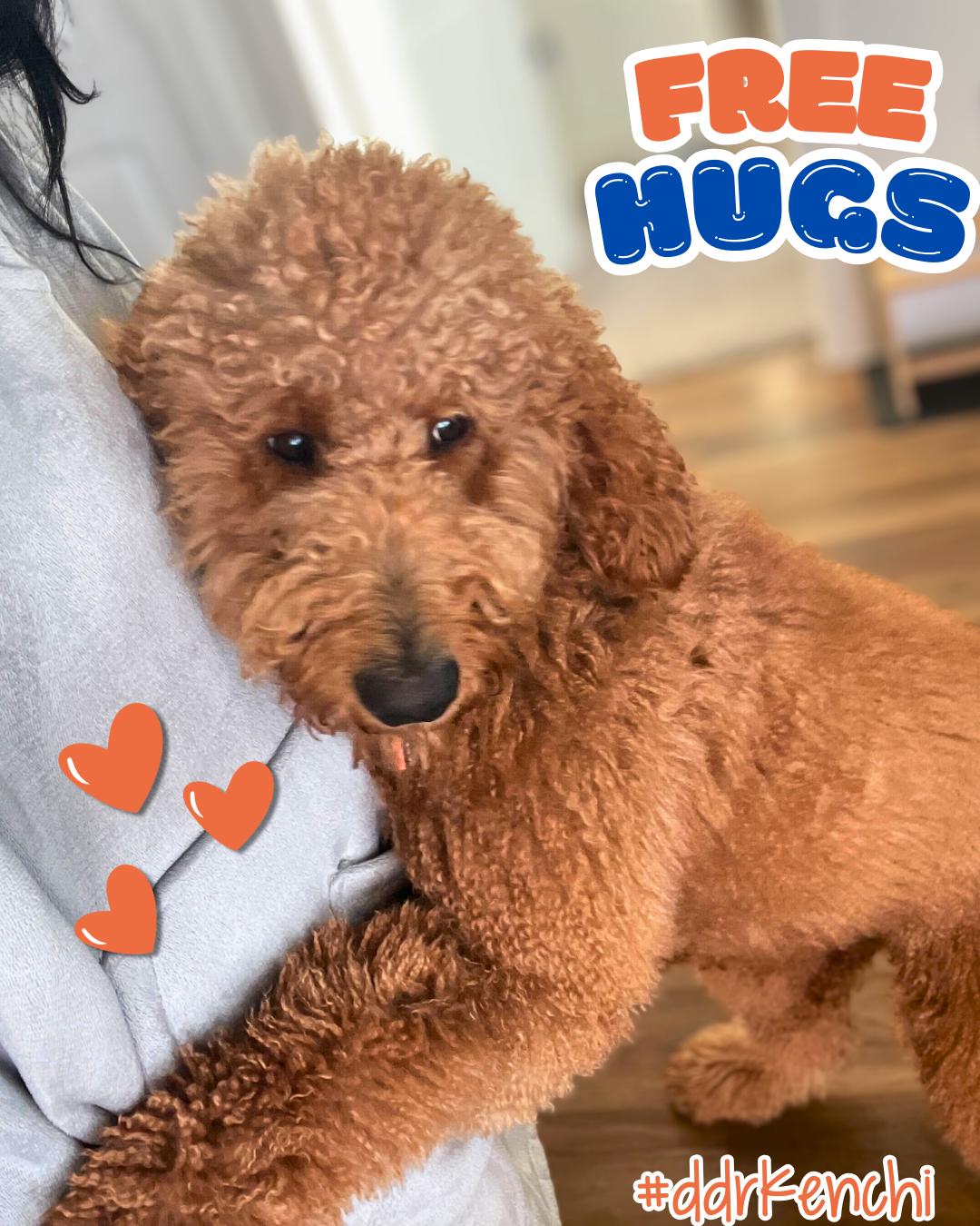 Enlarge Kenchi, an adopted Goldendoodle in Garland, TX image 2/4