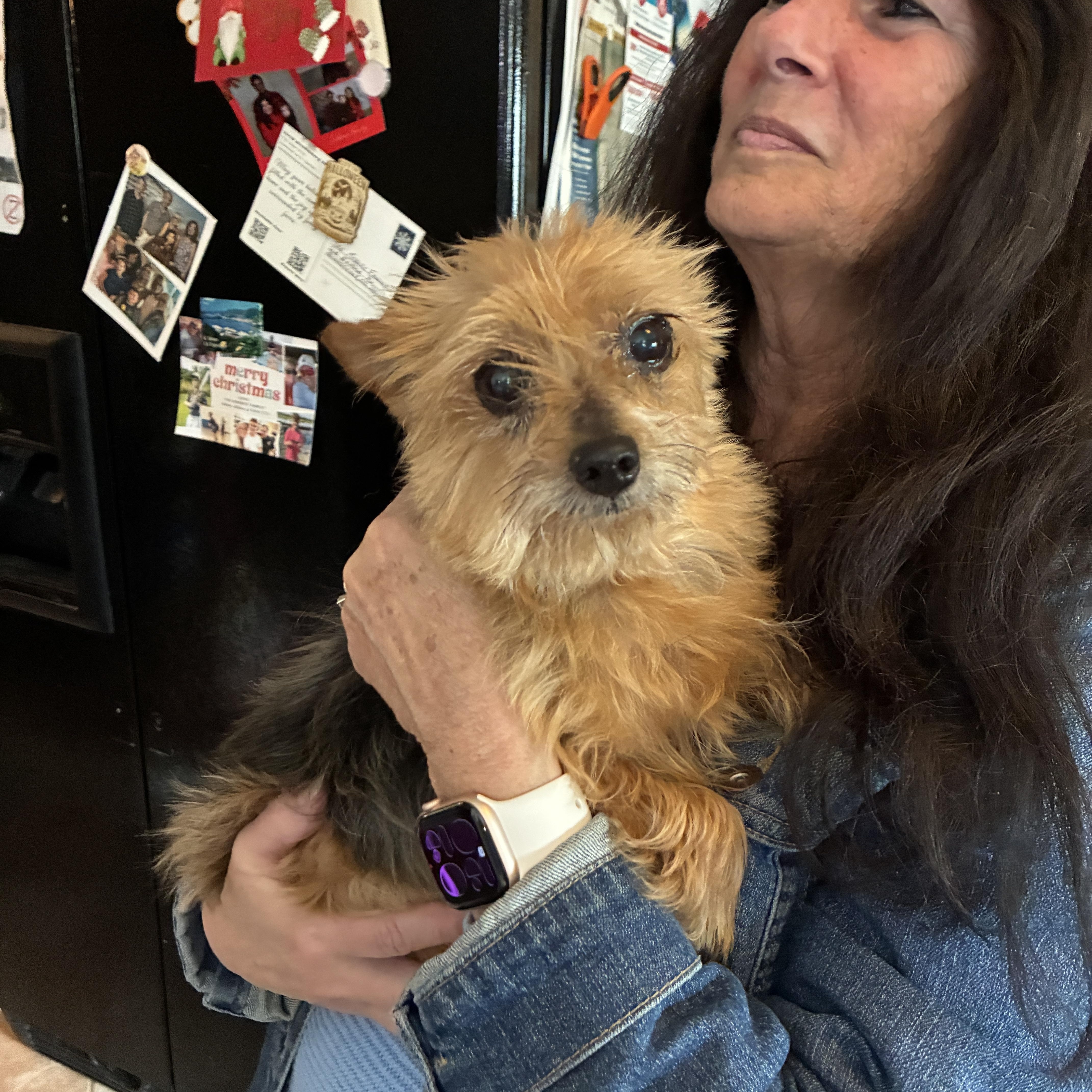 Enlarge Tess, a ADOPTABLE Yorkshire Terrier in Concord, NC image 2/2