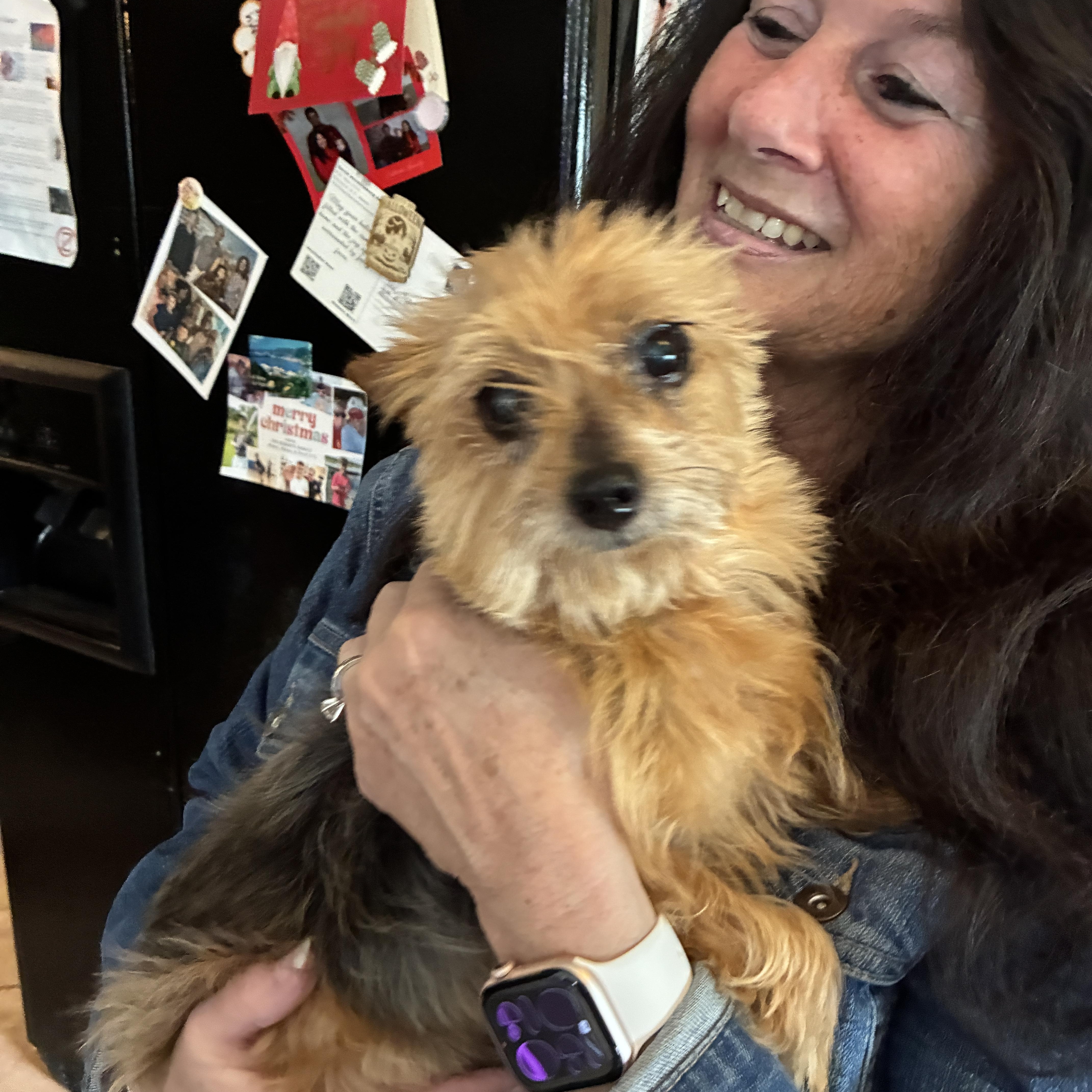 Tess, ADOPTABLE, Senior Female Yorkshire Terrier.