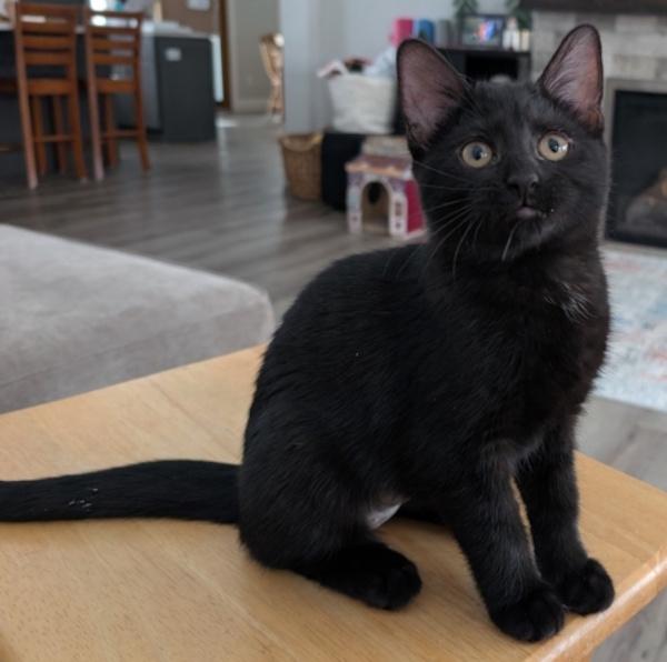 Enlarge MUSHROOM, a ADOPTABLE Domestic Short Hair in Union Grove, WI image 2/4