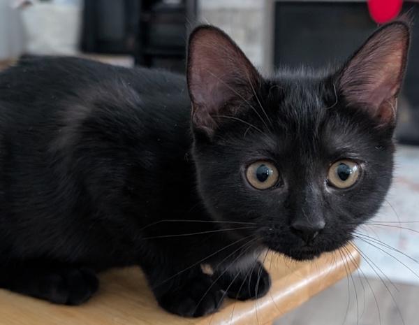 Enlarge MUSHROOM, a ADOPTABLE Domestic Short Hair in Union Grove, WI image 3/4