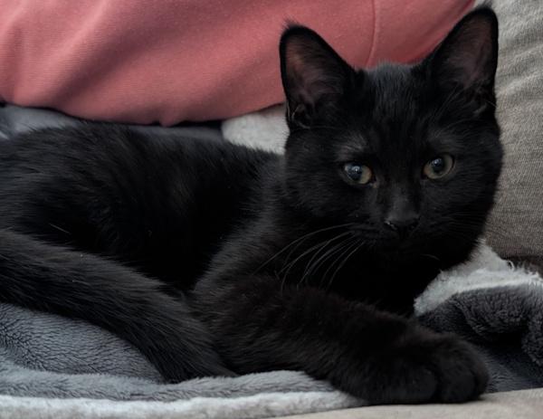 Enlarge MUSHROOM, a ADOPTABLE Domestic Short Hair in Union Grove, WI image 4/4