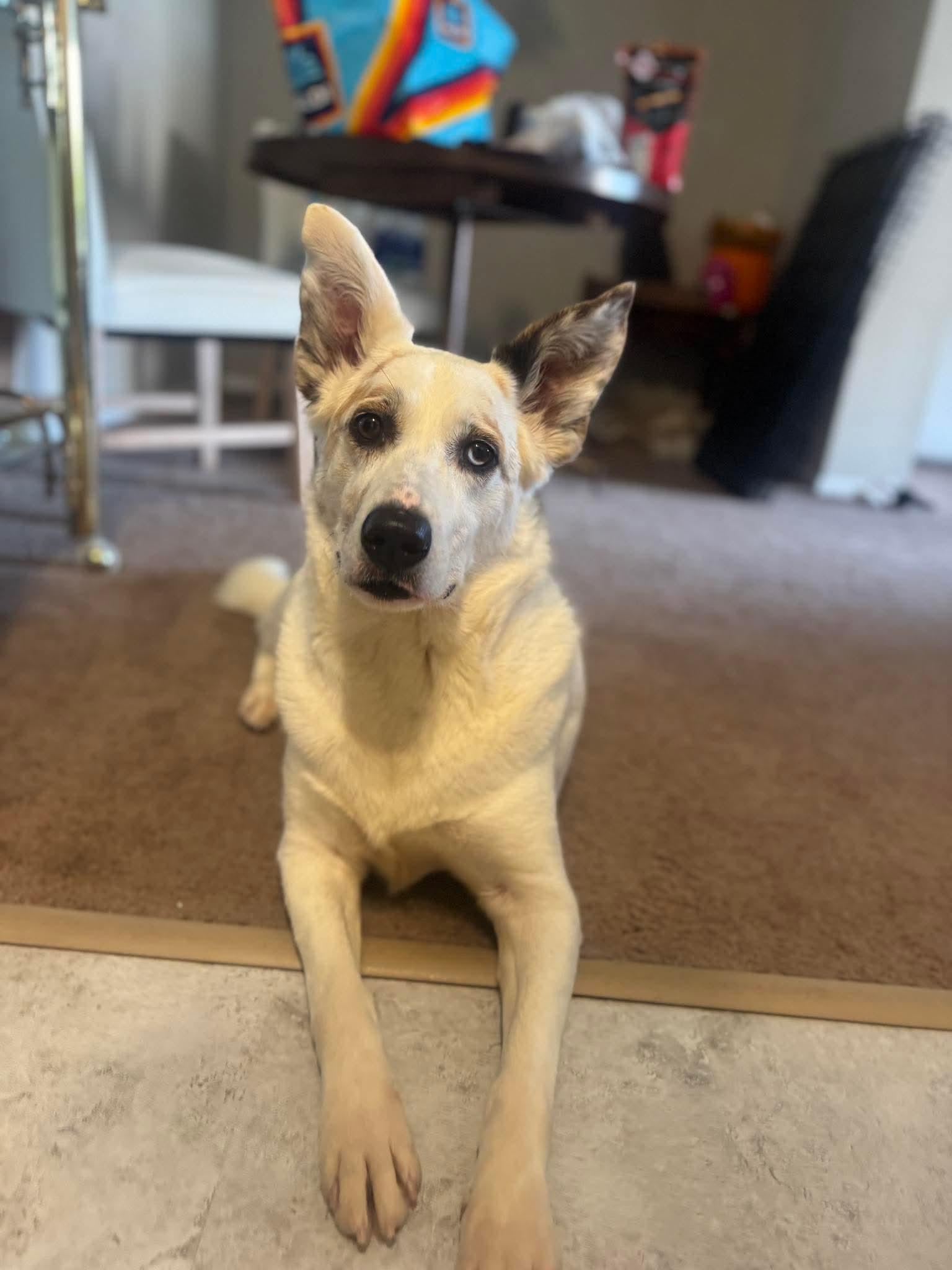 Luna, an adopted mixed breed in Bethlehem, PA image 1/6
