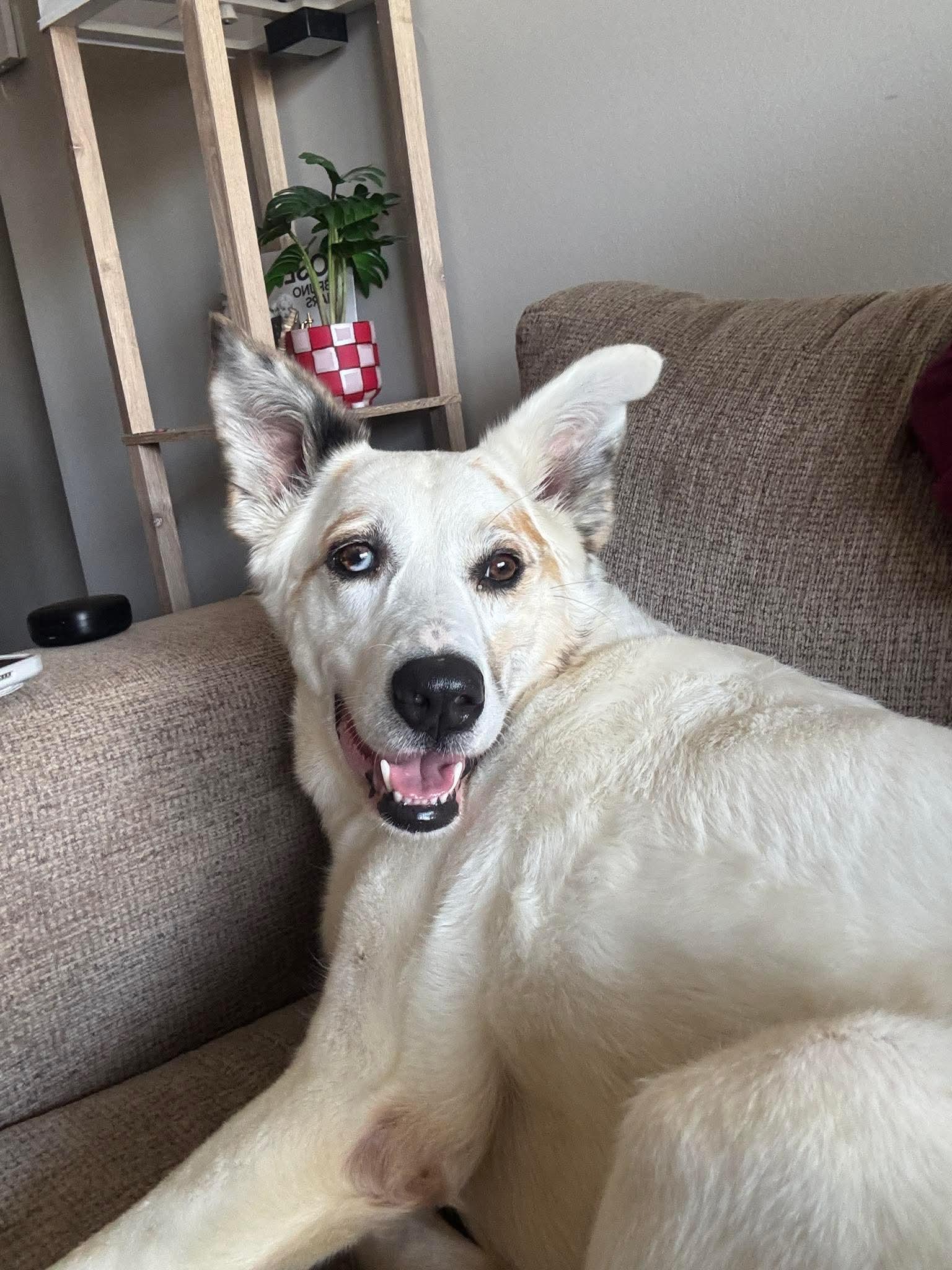 Luna, an adopted mixed breed in Bethlehem, PA image 2/6