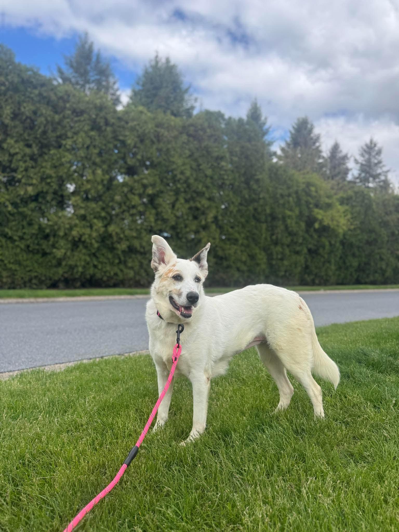 Luna, an adopted mixed breed in Bethlehem, PA image 4/6