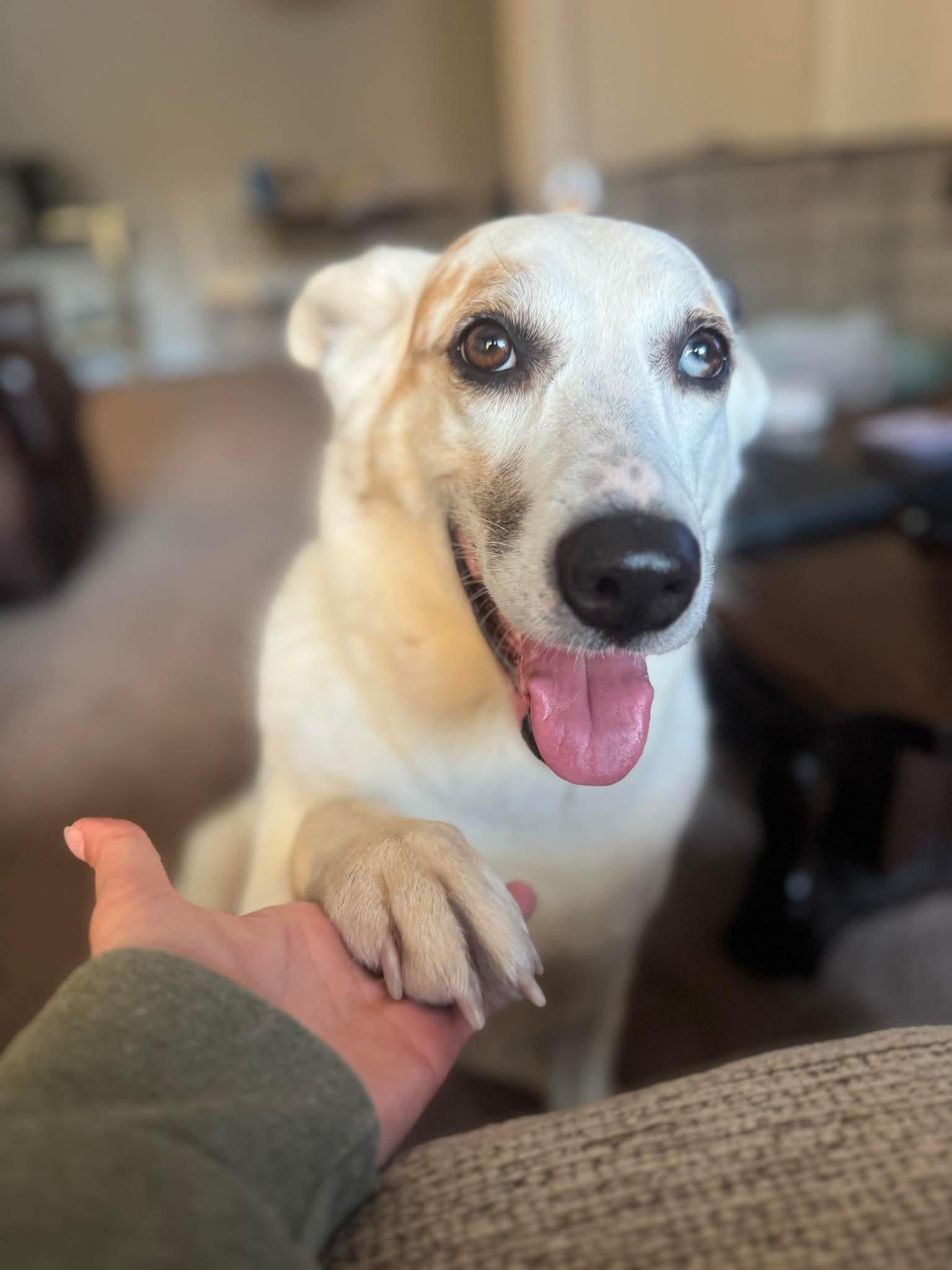 Luna, an adopted mixed breed in Bethlehem, PA image 6/6