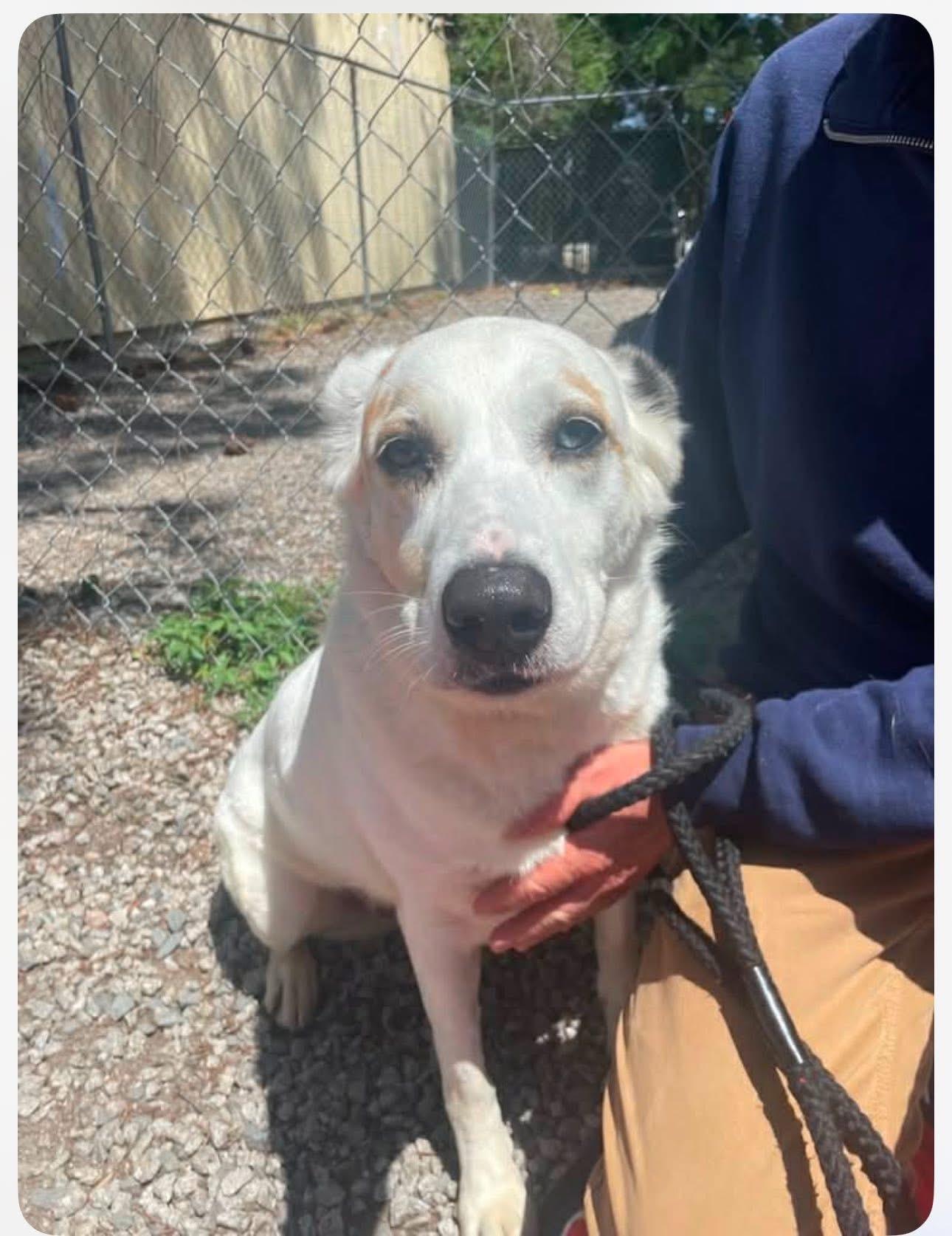 Luna, ADOPTABLE, Senior Female Labrador Retriever & Shepherd.