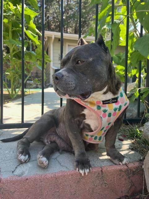 Maggie, a Adoptable Pit Bull Terrier in Wrightwood, CA image 2/6