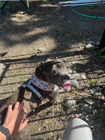 Maggie, a Adoptable Pit Bull Terrier in Wrightwood, CA image 3/6