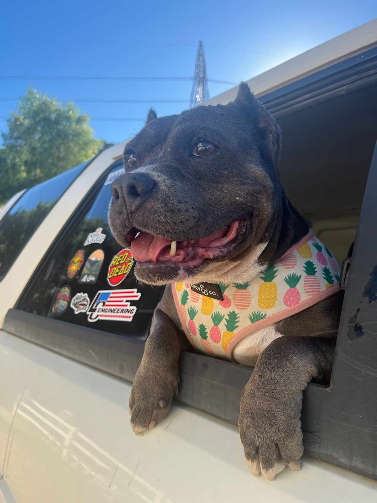 Maggie, a Adoptable Pit Bull Terrier in Wrightwood, CA image 1/6