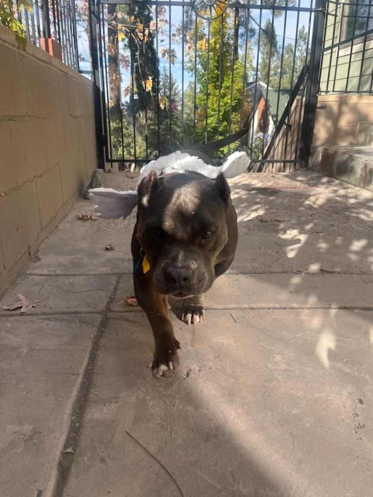 Maggie, a Adoptable Pit Bull Terrier in Wrightwood, CA image 6/6