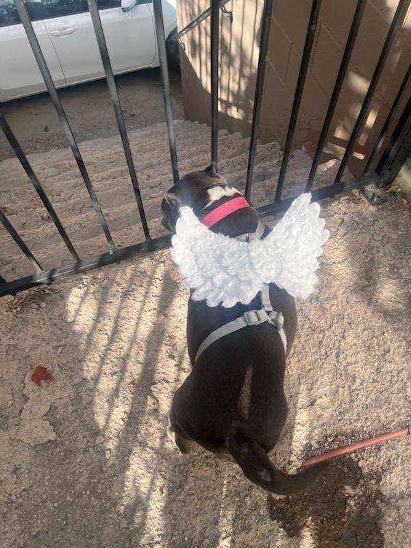 Maggie, a Adoptable Pit Bull Terrier in Wrightwood, CA image 5/6