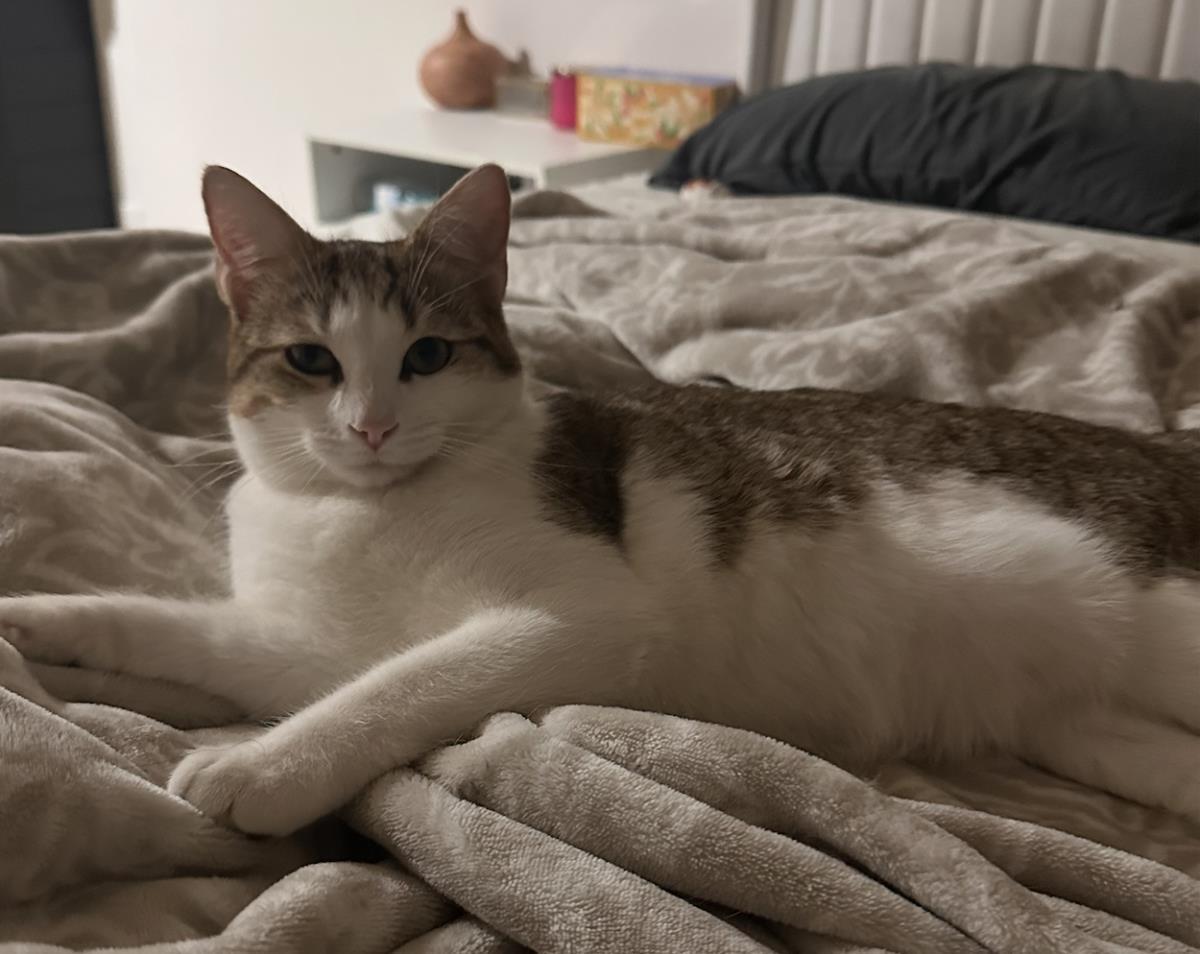 Enlarge Gleam, a Adoptable Domestic Short Hair in La Jolla, CA image 1/3