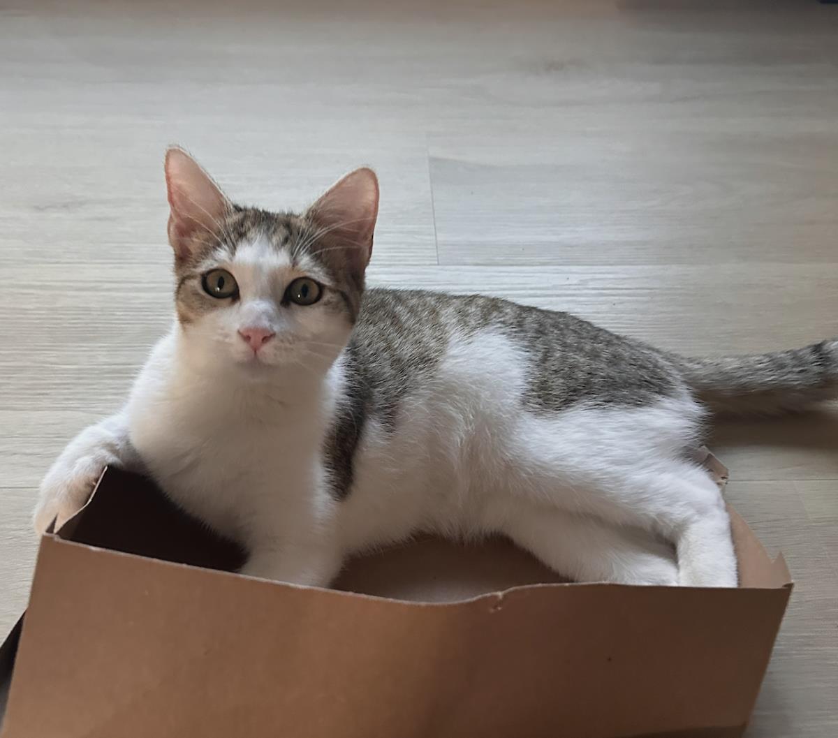 Enlarge Gleam, a Adoptable Domestic Short Hair in La Jolla, CA image 2/3