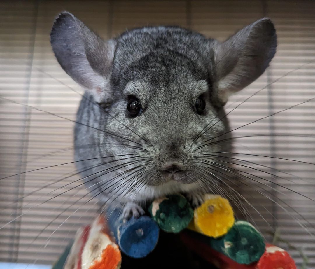 Lisa, a Adoptable Chinchilla in Fountain Valley, CA image 1/10
