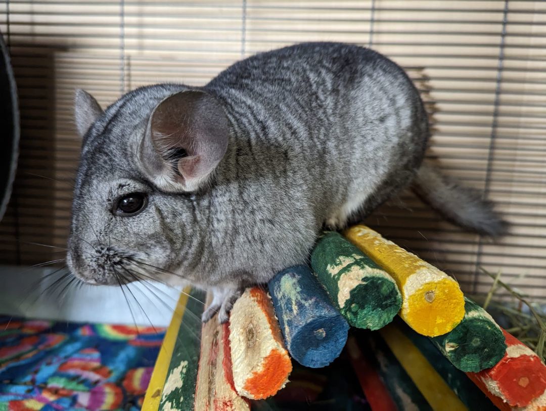 Lisa, a Adoptable Chinchilla in Fountain Valley, CA image 2/10