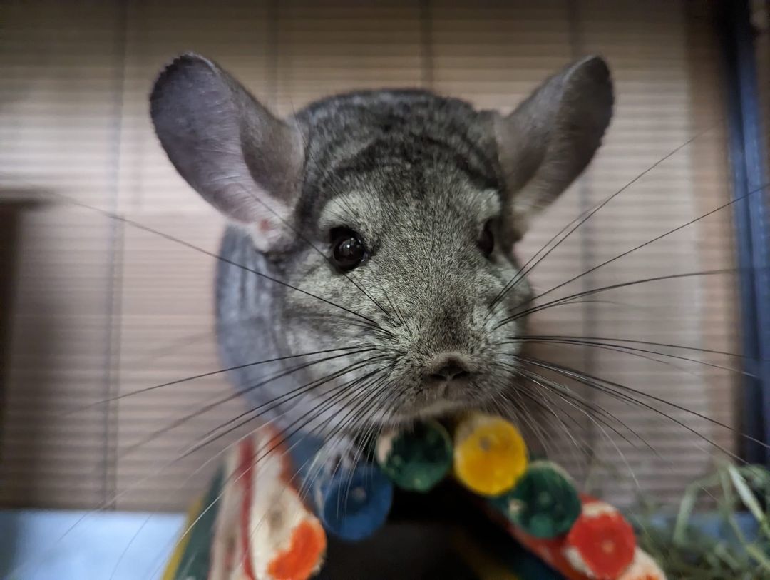 Lisa, a Adoptable Chinchilla in Fountain Valley, CA image 3/10