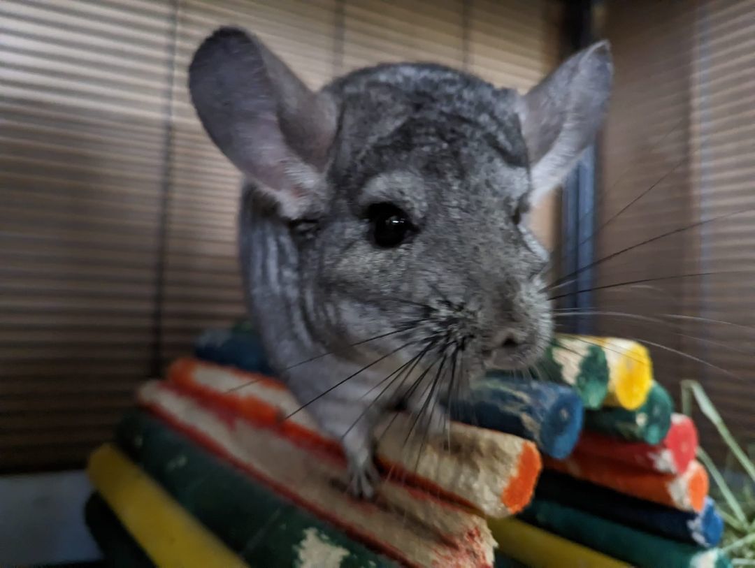 Lisa, a Adoptable Chinchilla in Fountain Valley, CA image 4/10