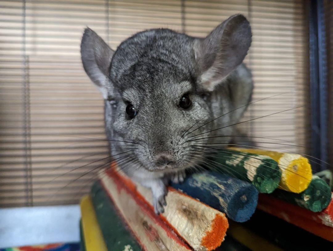 Lisa, a Adoptable Chinchilla in Fountain Valley, CA image 5/10