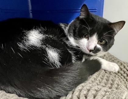 Enlarge Garrick 86, a Adoptable mixed breed in Cleveland, OH image 1/4