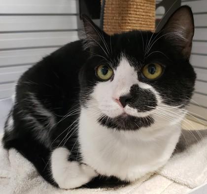 Enlarge Garrick 86, a Adoptable mixed breed in Cleveland, OH image 3/4