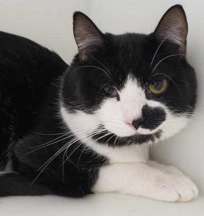 Enlarge Garrick 86, a Adoptable mixed breed in Cleveland, OH image 4/4