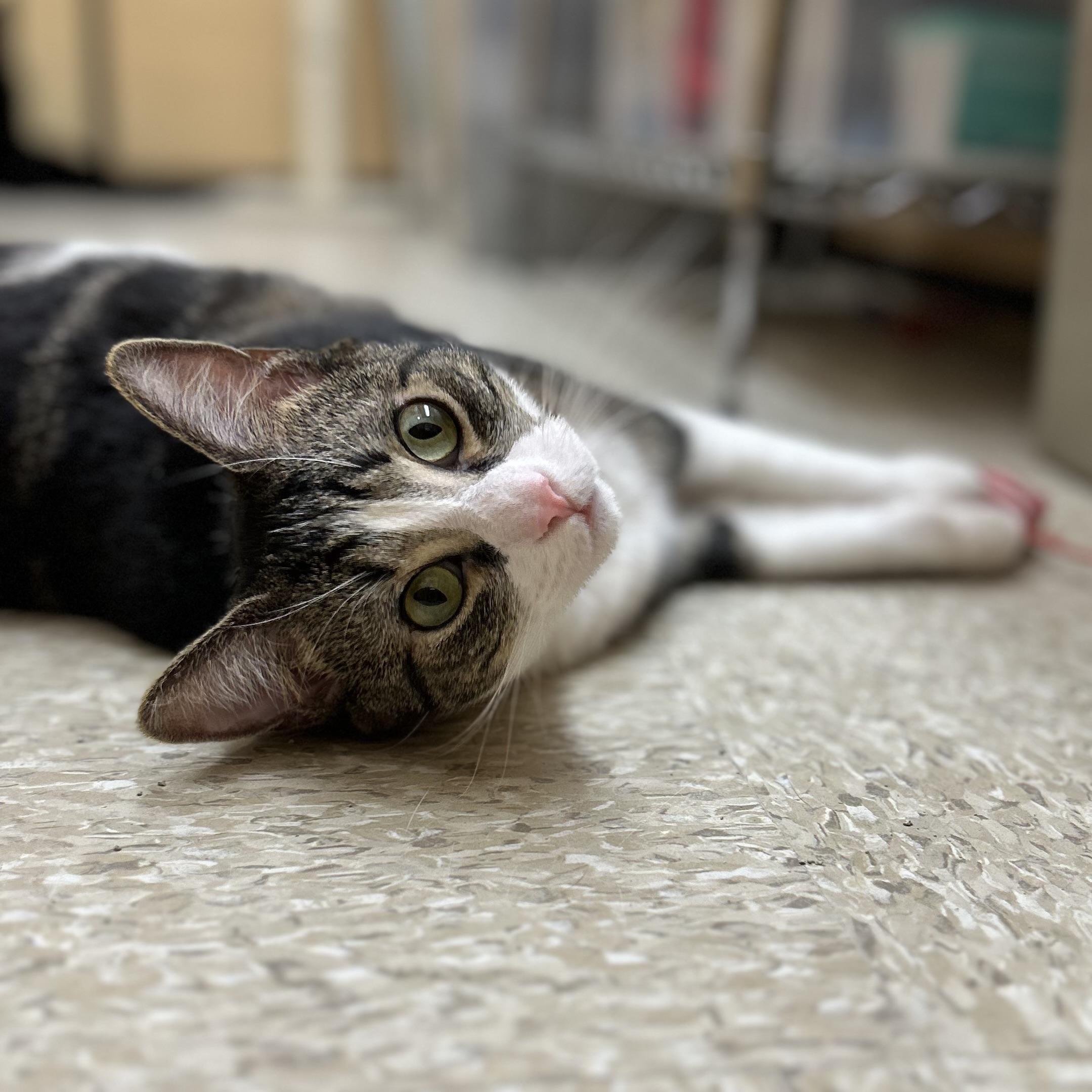 Enlarge Maurice, a ADOPTABLE Domestic Short Hair in Norwalk, CT image 1/5