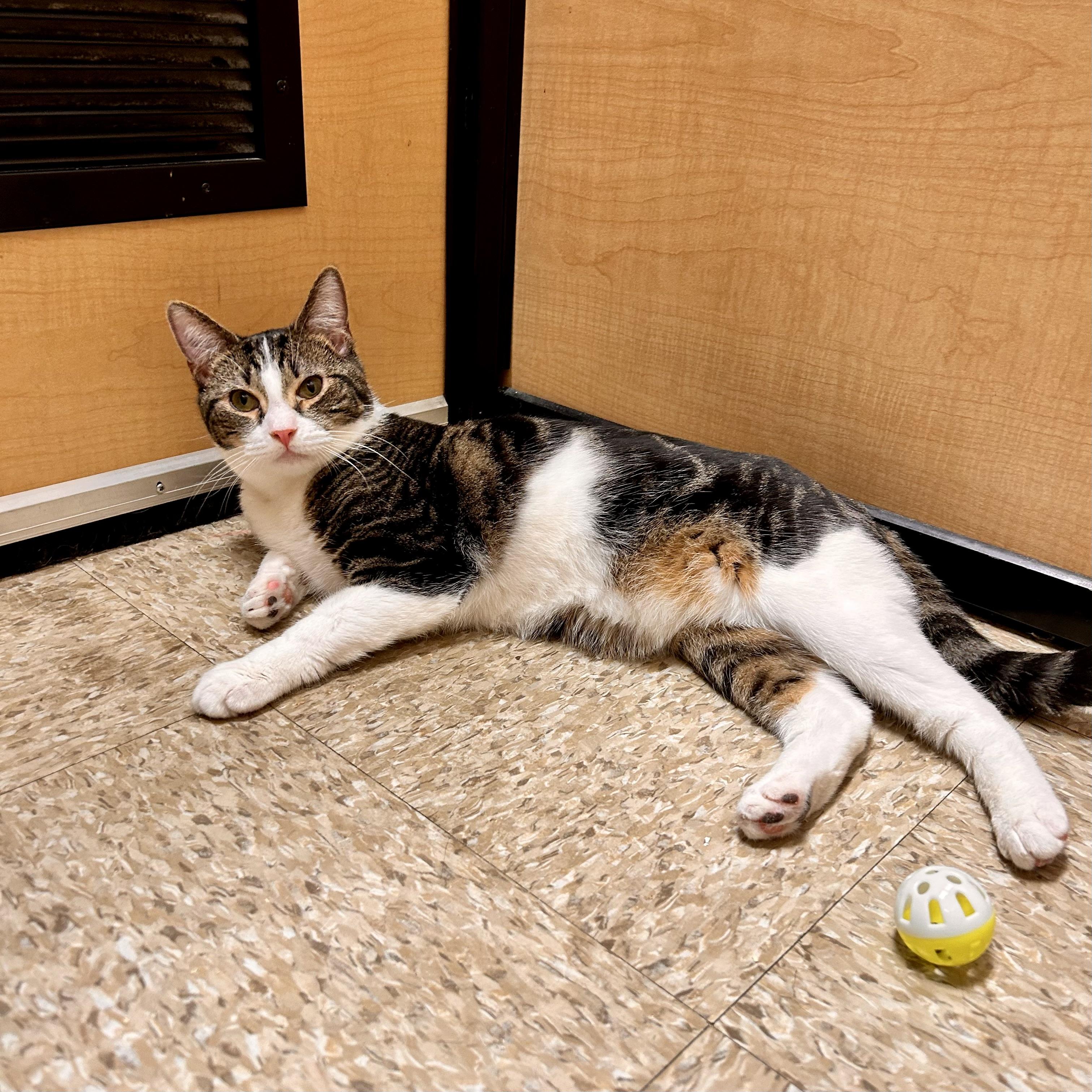 Maurice, ADOPTABLE, Kitten Male Domestic Short Hair.