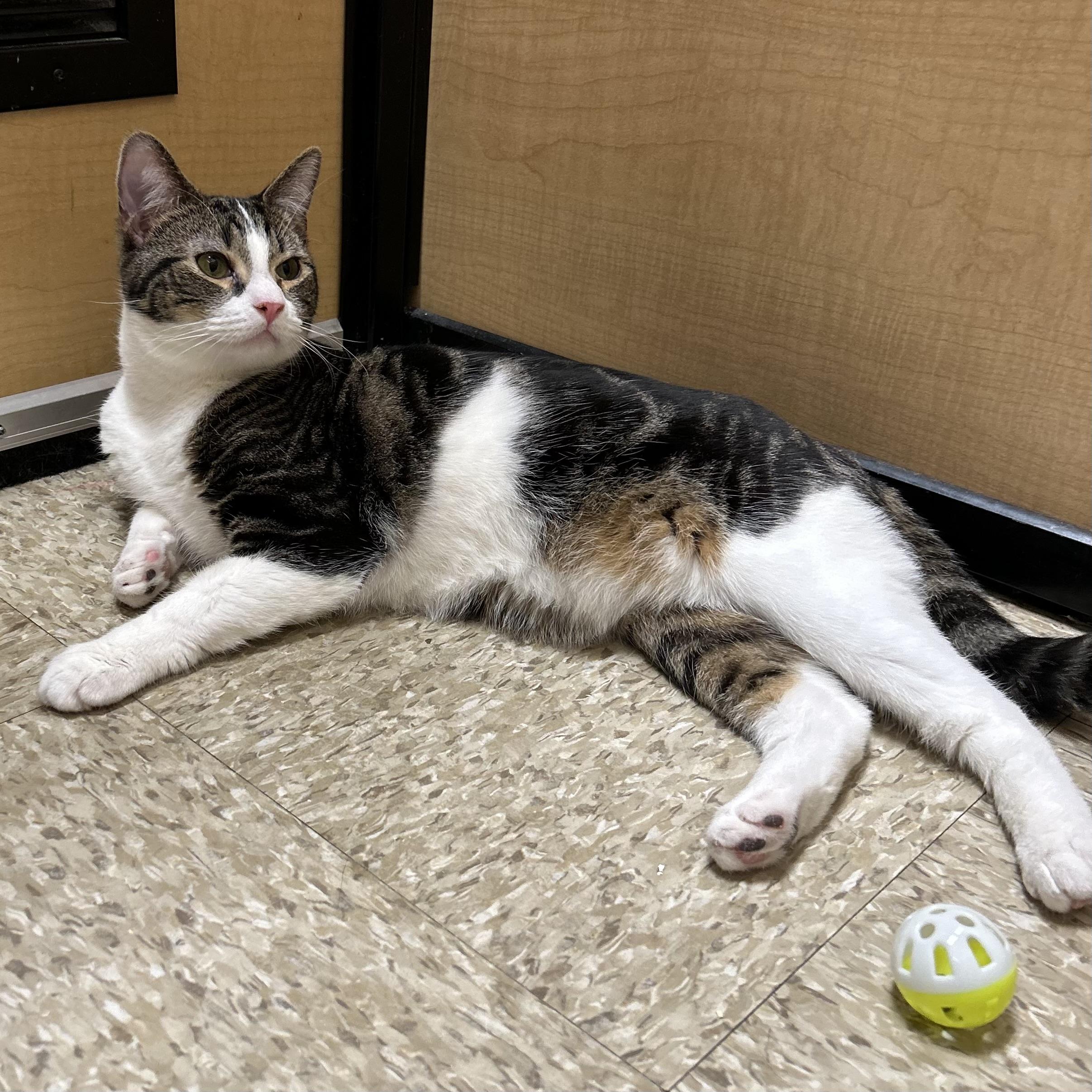 Enlarge Maurice, a ADOPTABLE Domestic Short Hair in Norwalk, CT image 4/4