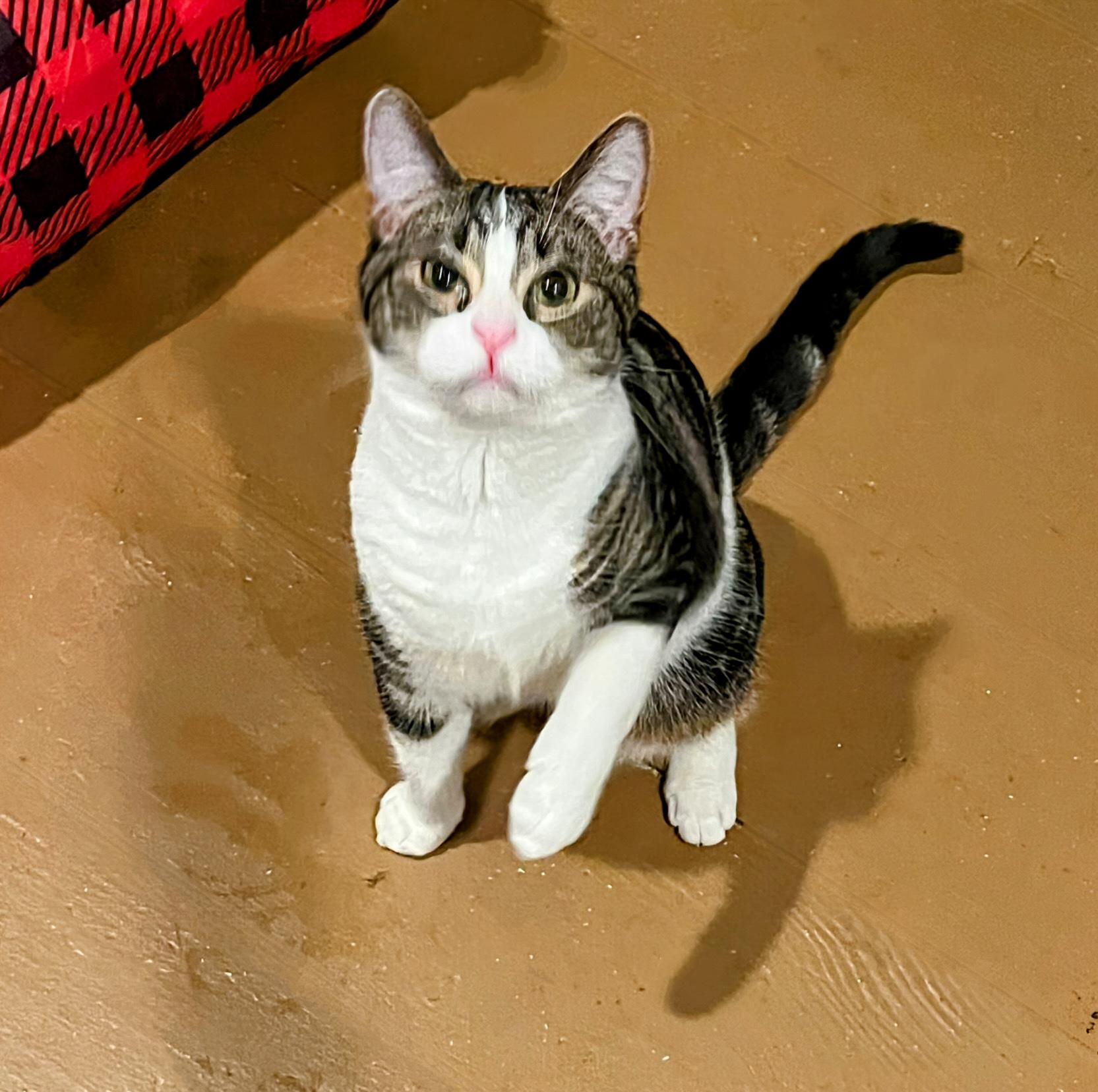 Enlarge Maurice, a ADOPTABLE Domestic Short Hair in Norwalk, CT image 2/4