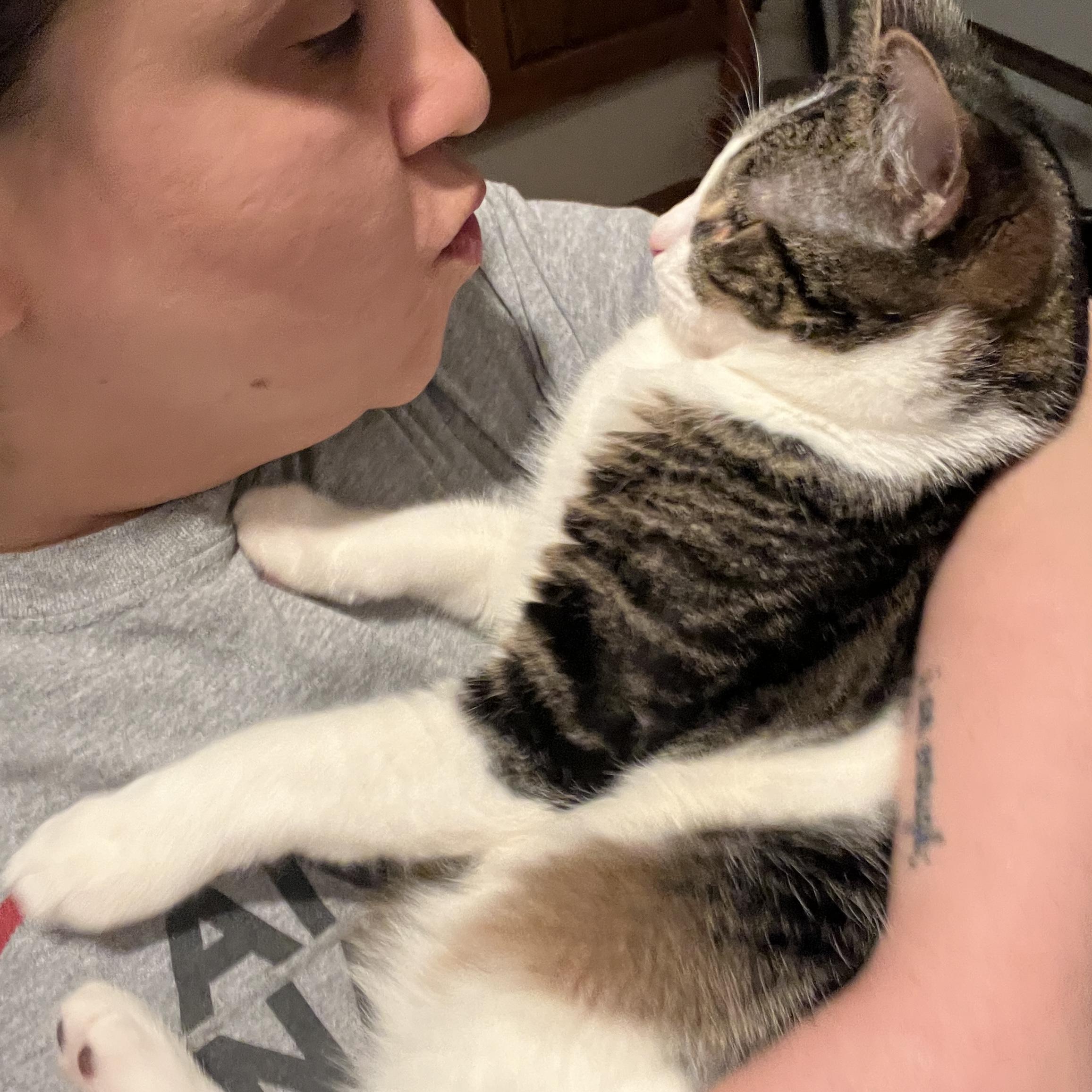 Enlarge Maurice, a ADOPTABLE Domestic Short Hair in Norwalk, CT image 3/4