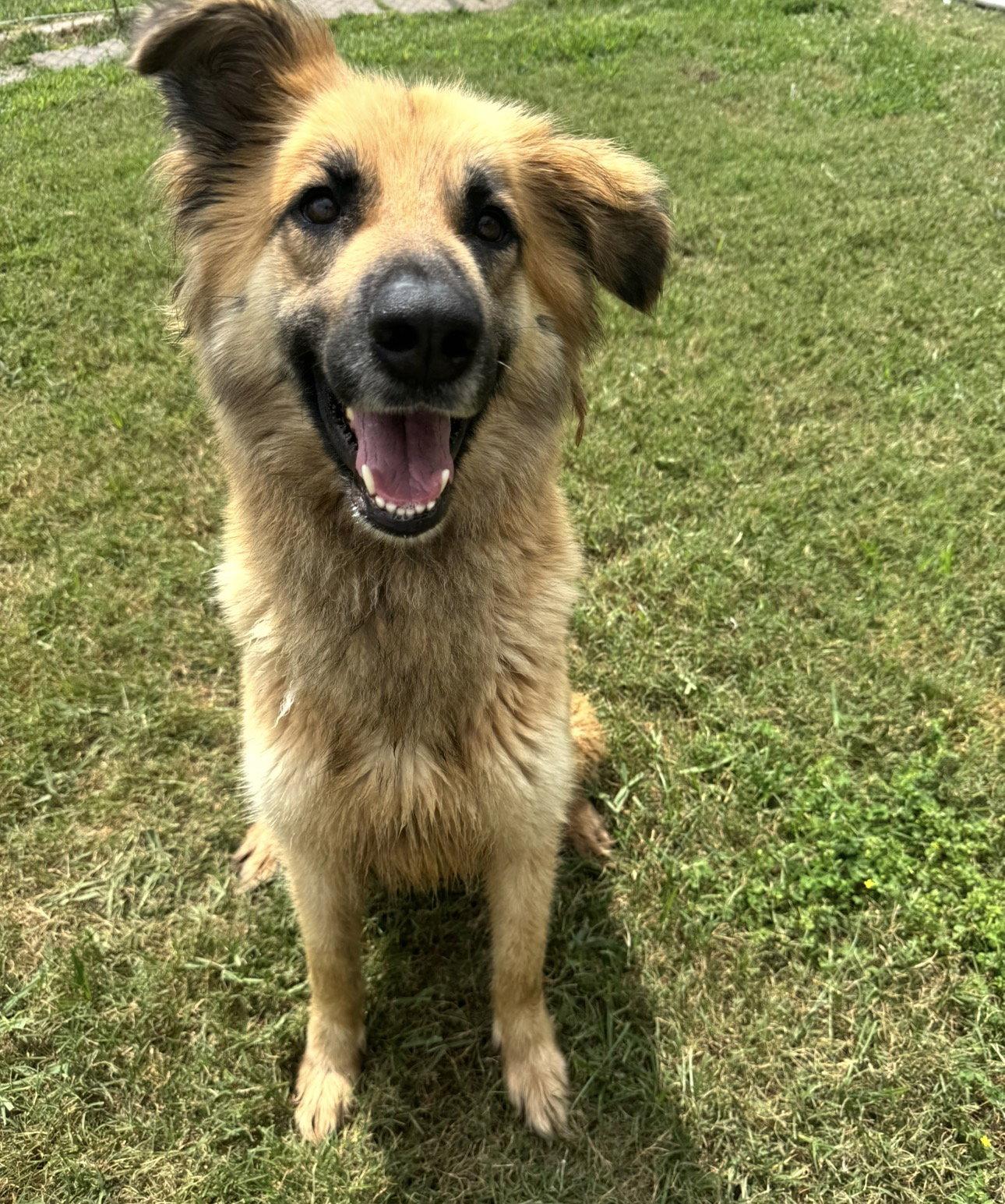 Enlarge Daphne, a Adoptable mixed breed in Houston, TX image 1/3