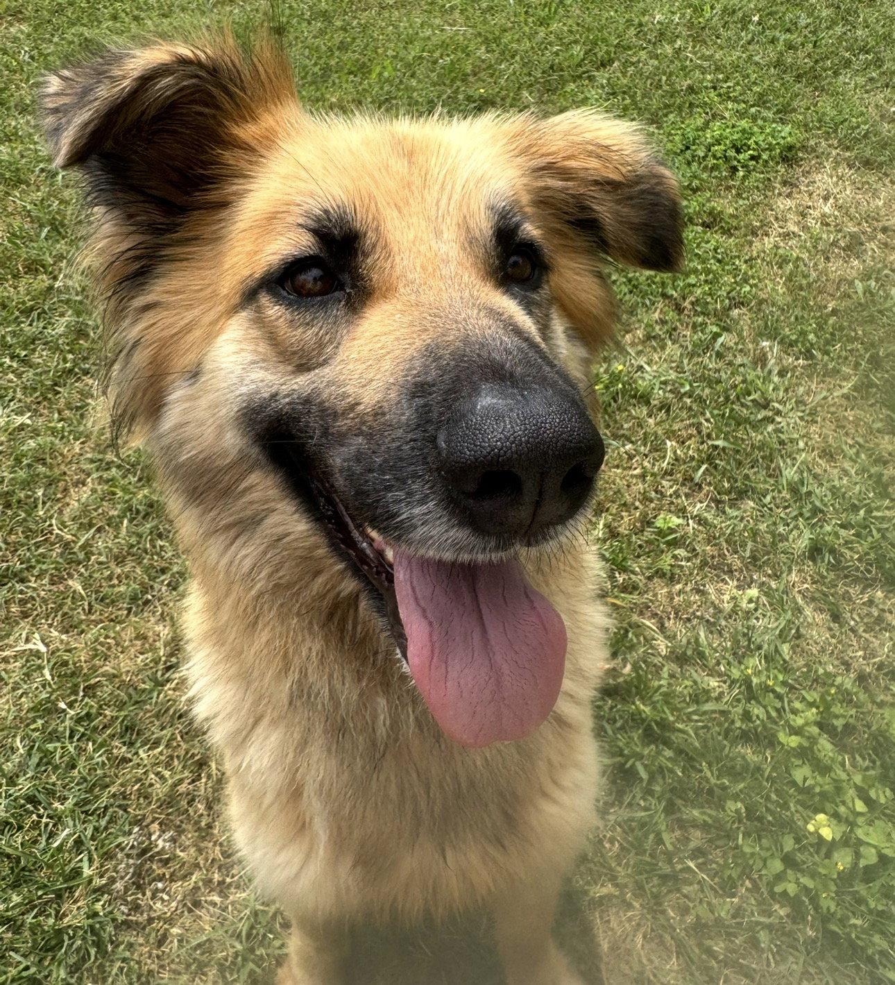 Enlarge Daphne, a Adoptable mixed breed in Houston, TX image 2/3