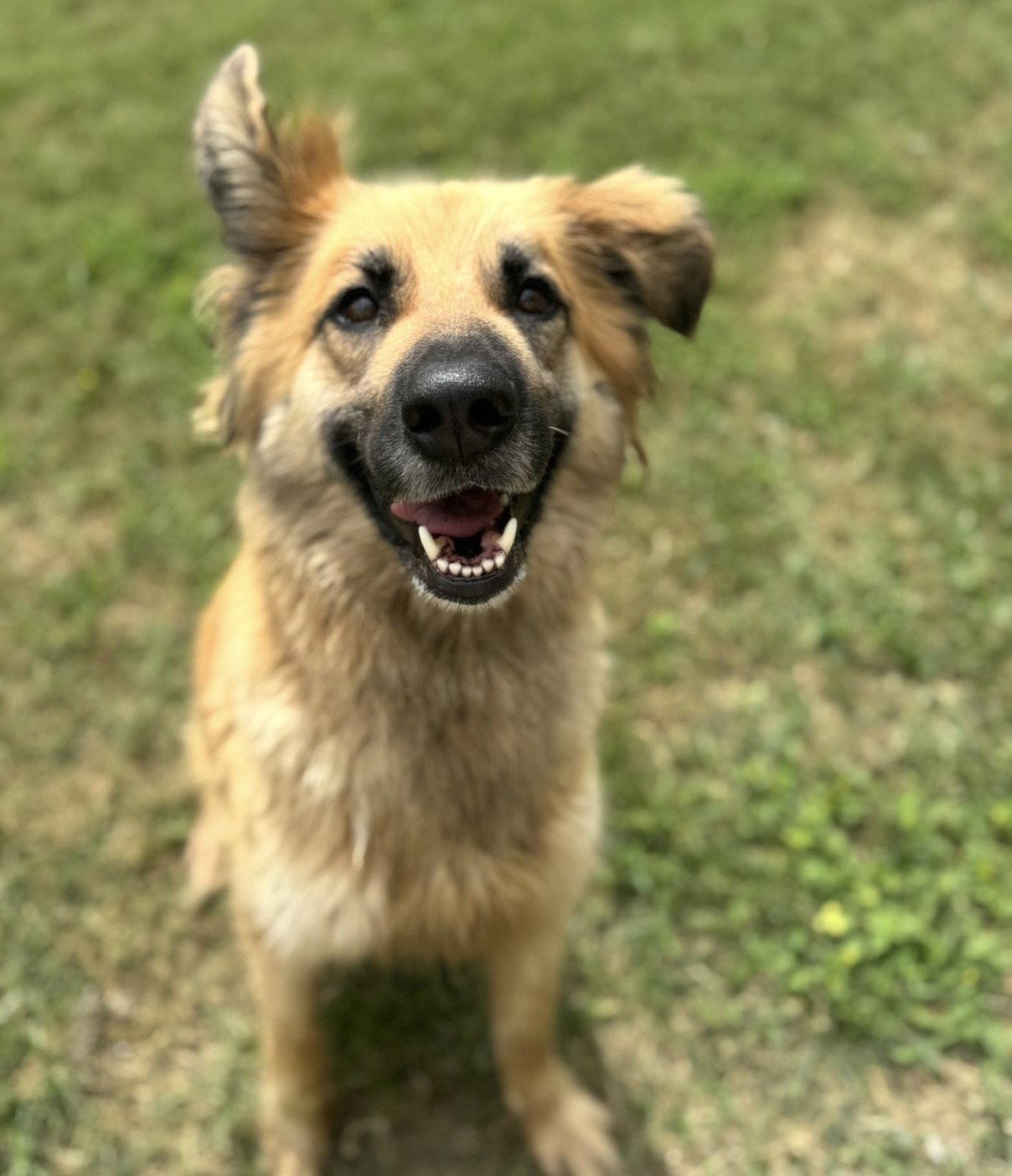 Enlarge Daphne, a Adoptable mixed breed in Houston, TX image 3/3