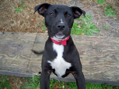 Enlarge Looking for Foster Homes, a Adoptable mixed breed in Walworth, NY image 1/6