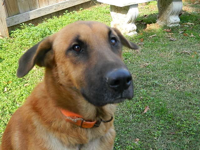 Looking for Foster Homes photo 3