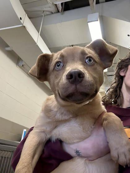 Willow, Adoptable, Puppy Female Mixed Breed & Mixed Breed.