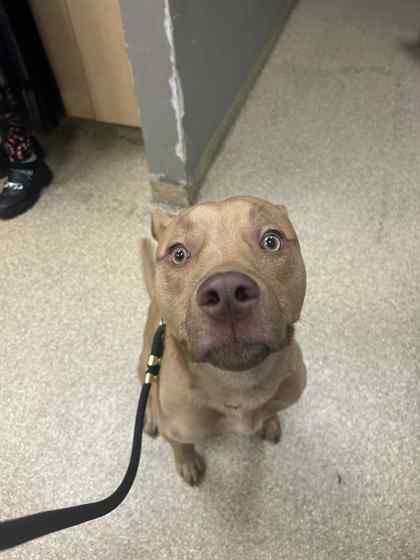 Enlarge Willow, a Adoptable mixed breed in Munster, IN image 2/2