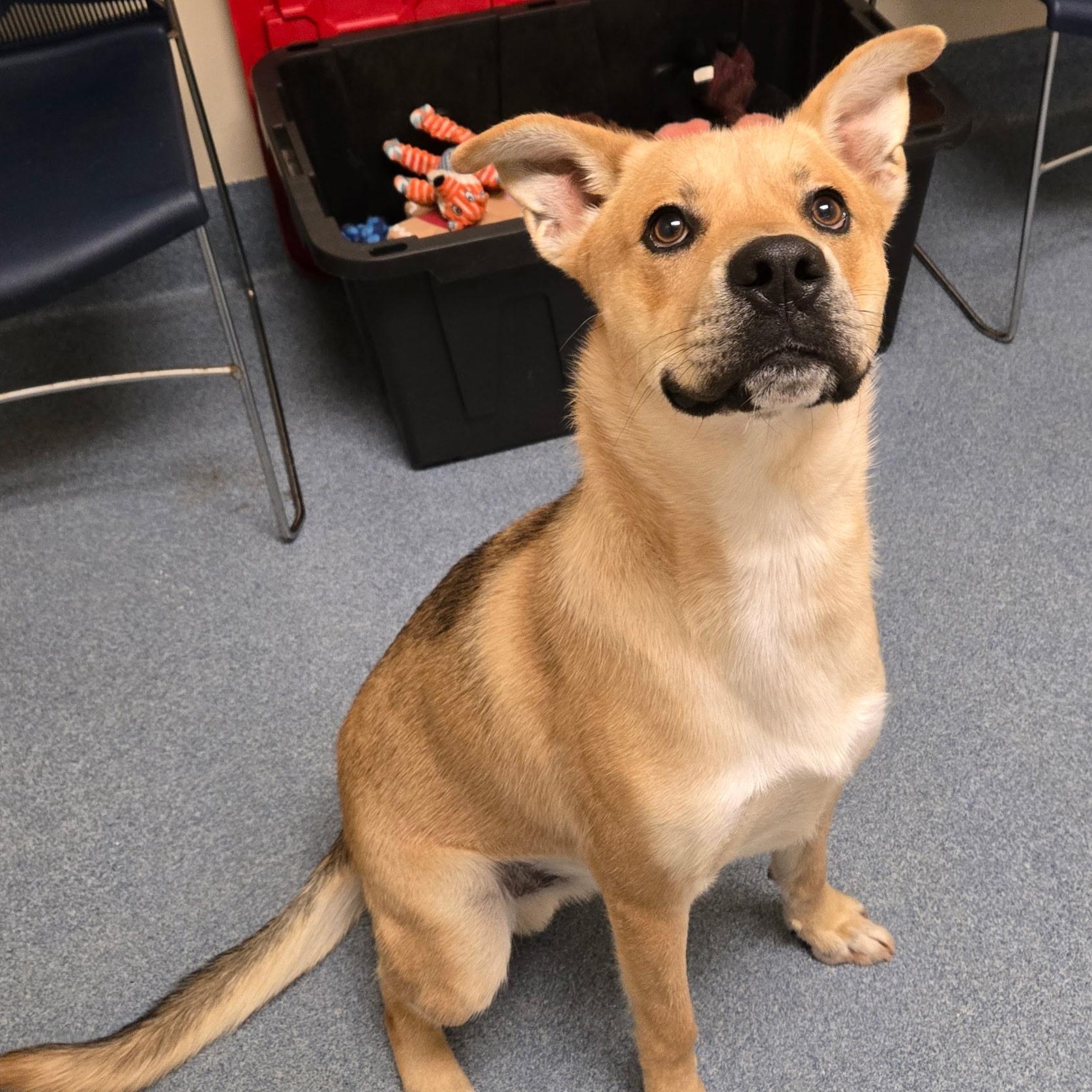 Harry, ADOPTABLE, Adult Male Shepherd.