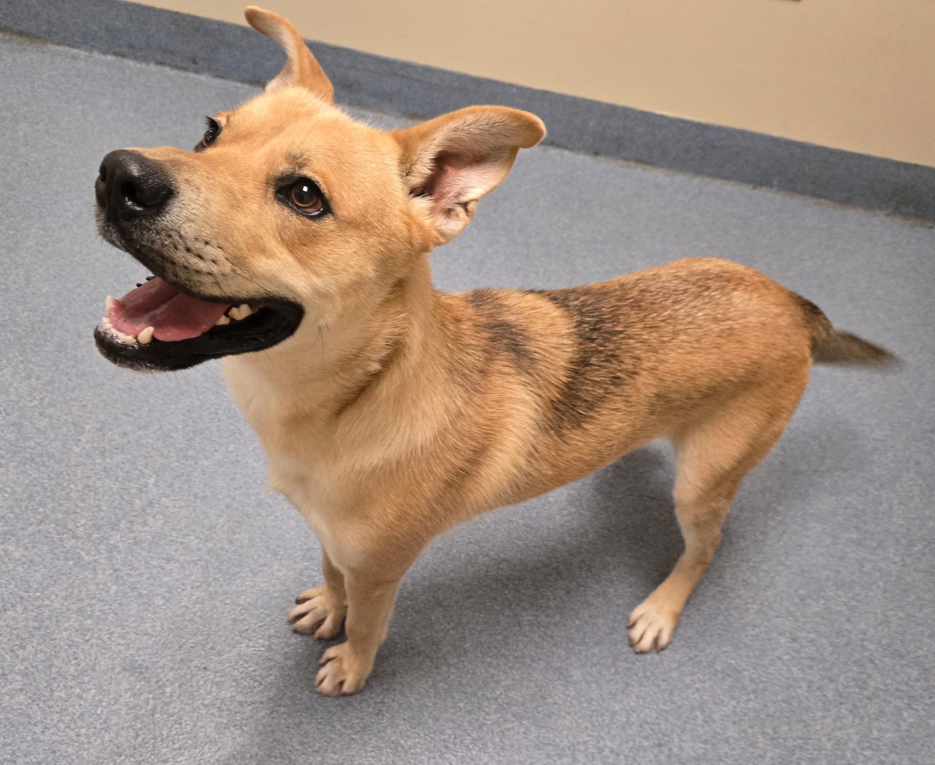 Harry, a ADOPTABLE mixed breed in Suffolk, VA image 3/3